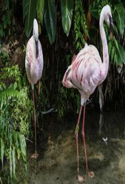 Magic of Disneys Animal Kingdom