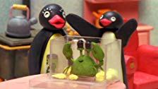 Pingu